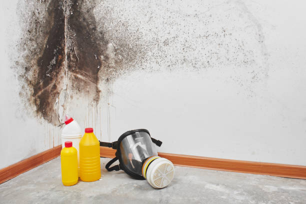 Best Mold Damage Repair  in Castle Point, MO