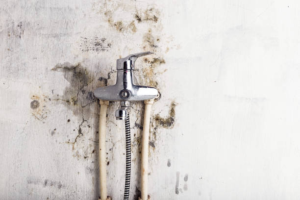 Best Commercial Mold Removal  in Castle Point, MO