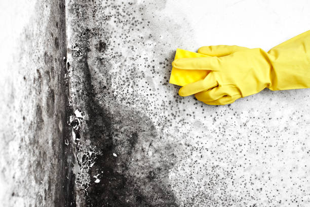 Best Emergency Mold Removal  in Castle Point, MO
