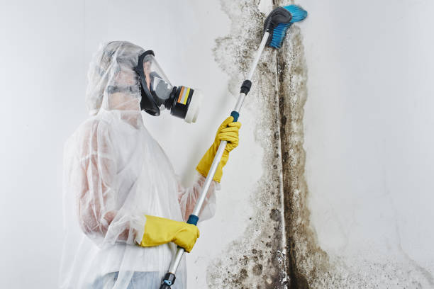 Best Black Mold Removal  in Castle Point, MO