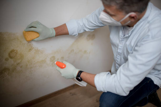 Best Mold Removal Company Near Me  in Castle Point, MO