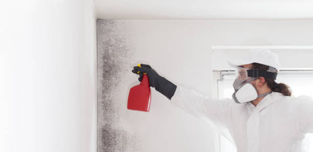 Best Home Mold Removal  in Castle Point, MO