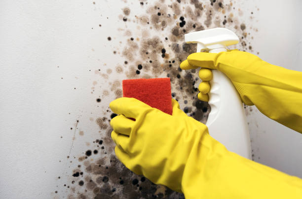 Certified Mold Removal in Castle Point, MO