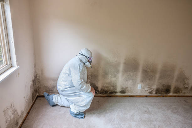 Attic Mold Removal in Castle Point, MO
