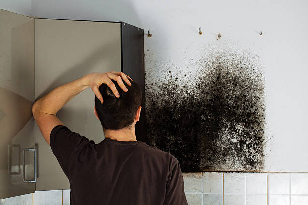 Best Affordable Mold Removal  in Castle Point, MO