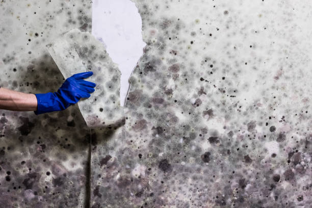 Best Professional Mold Removal  in Castle Point, MO