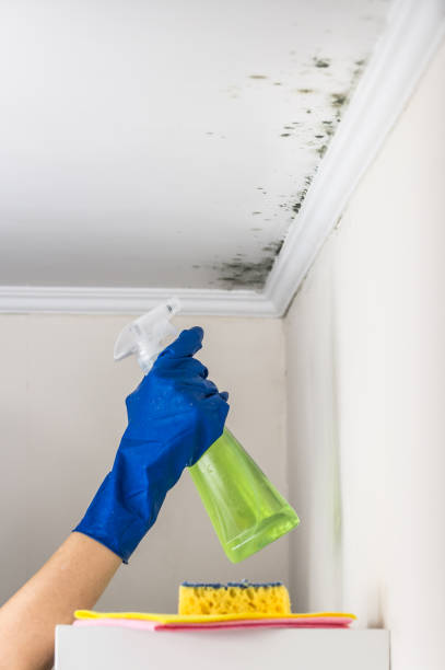 Best Black Mold Removal  in Castle Point, MO