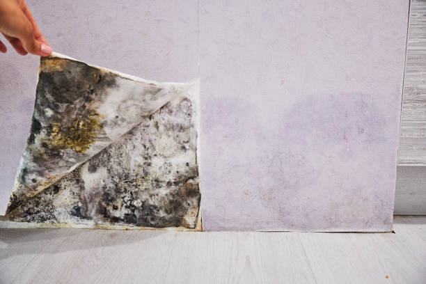 Best Residential Mold Removal  in Castle Point, MO